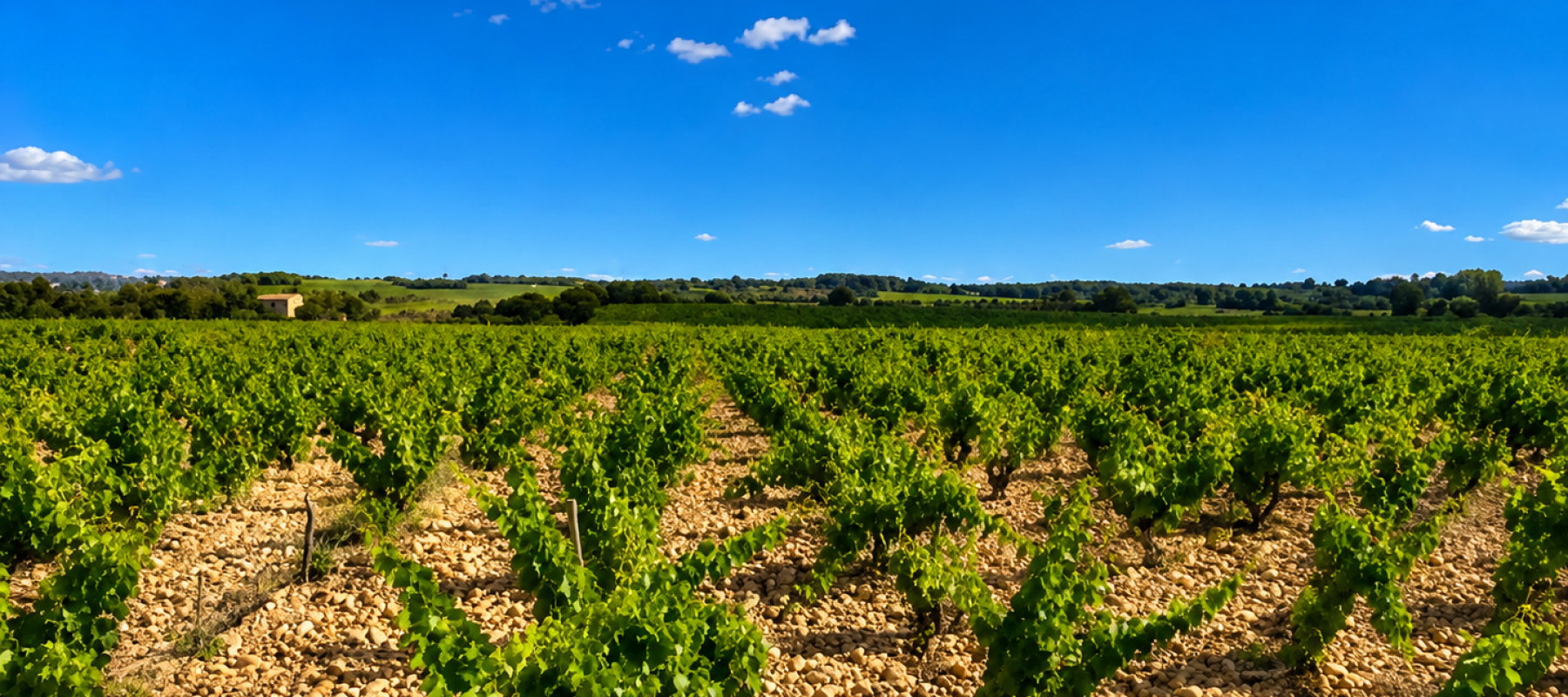 Vignes - ChâteauNeuf Du Pape