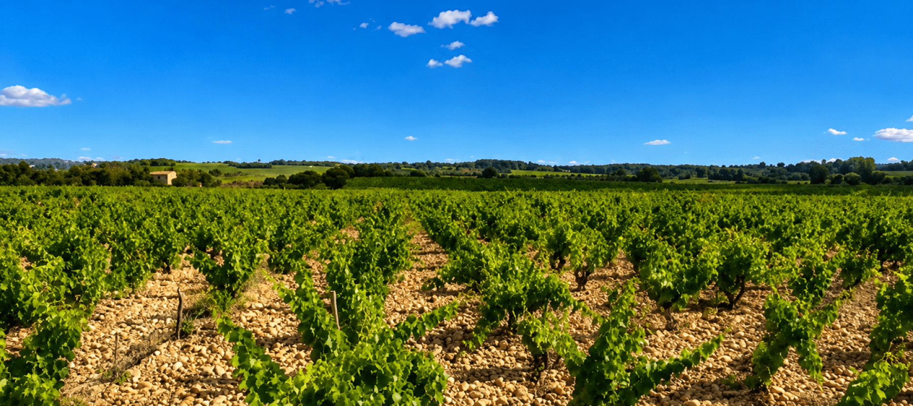 Vignes du Domaine Chante-Perdrix cultivées à Châteauneuf-du-Pape